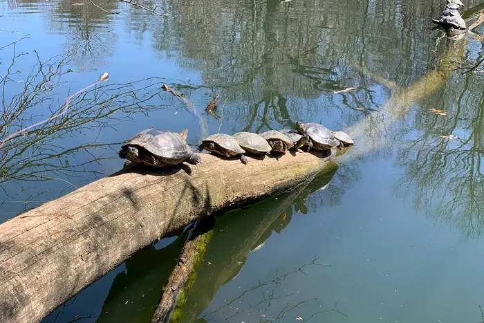 Turtles sun themselves on a log above a small pond in Prospect Park.